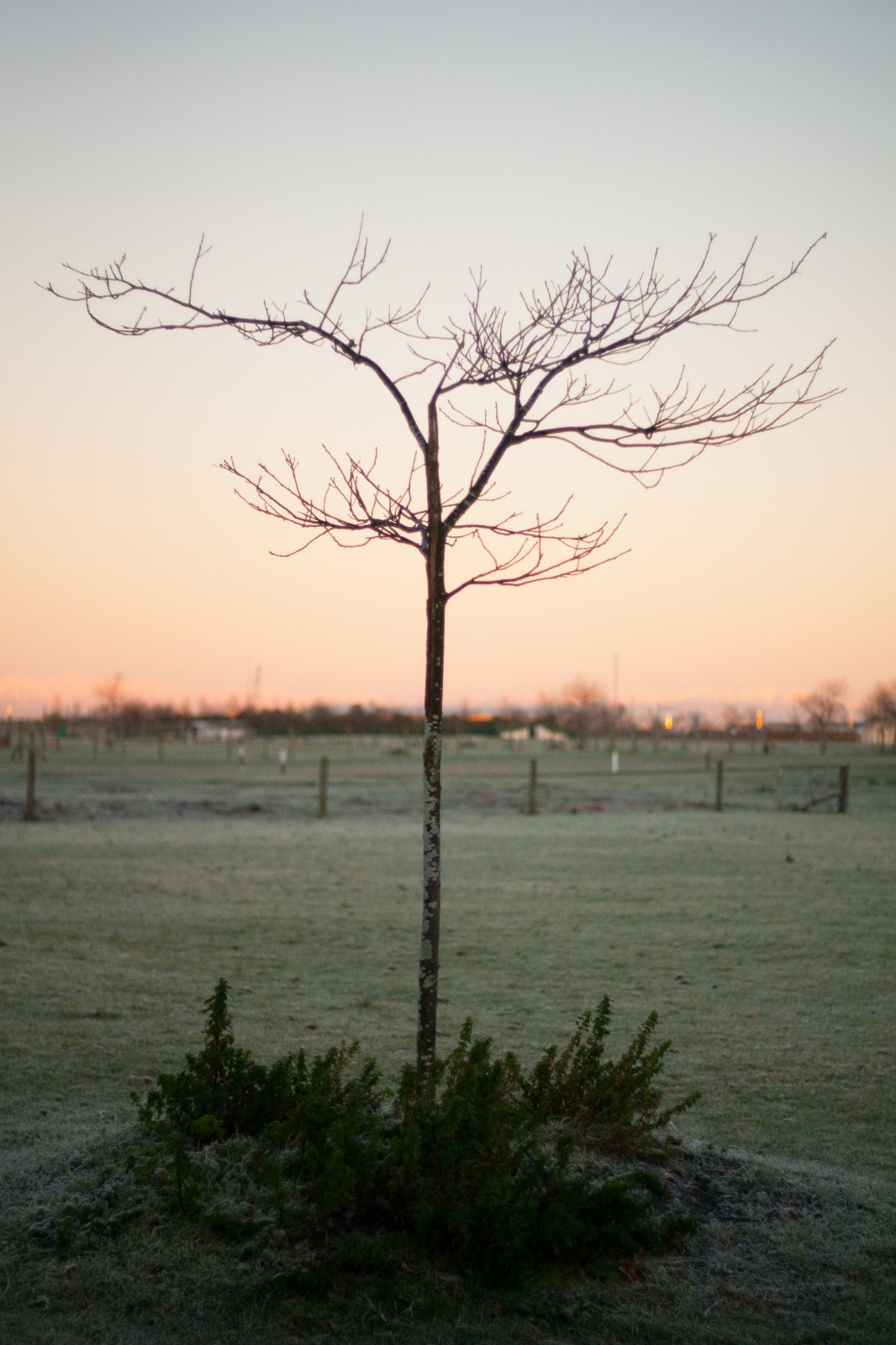 tree at dawn sunrise frosty morning