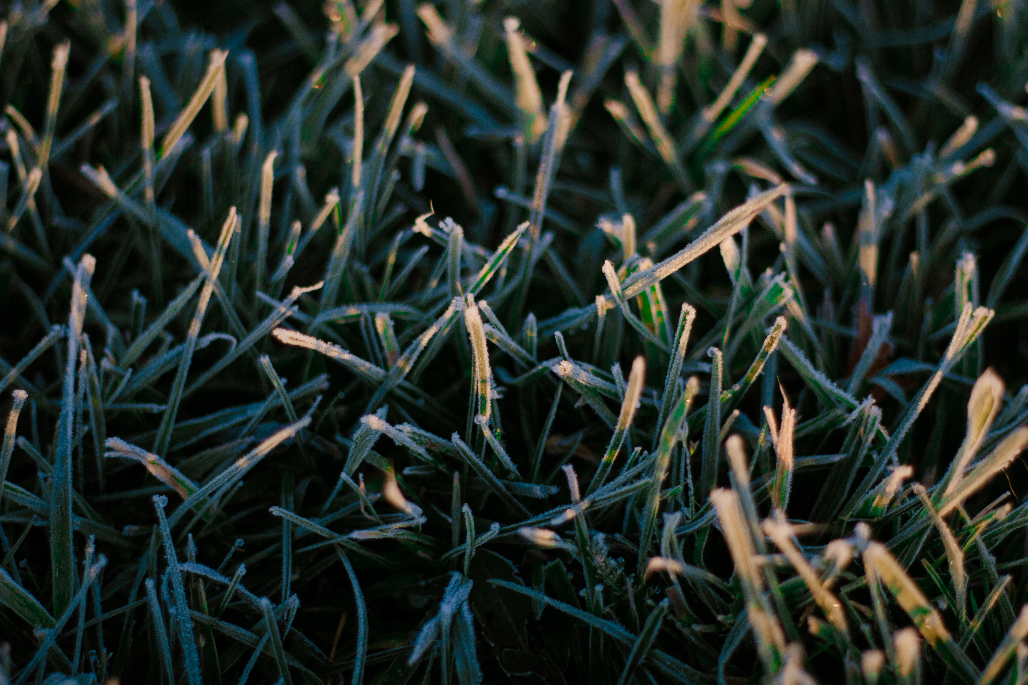 frosty grass in the light of dawn / sunrise