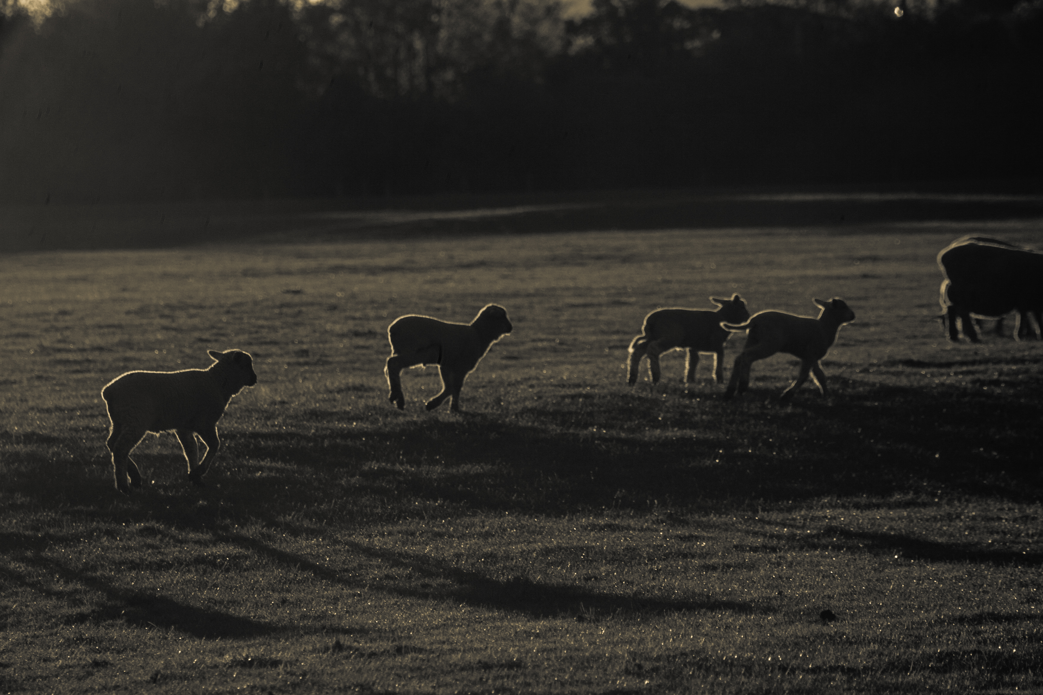 sheep and lambs at sunrise with white outer glow 