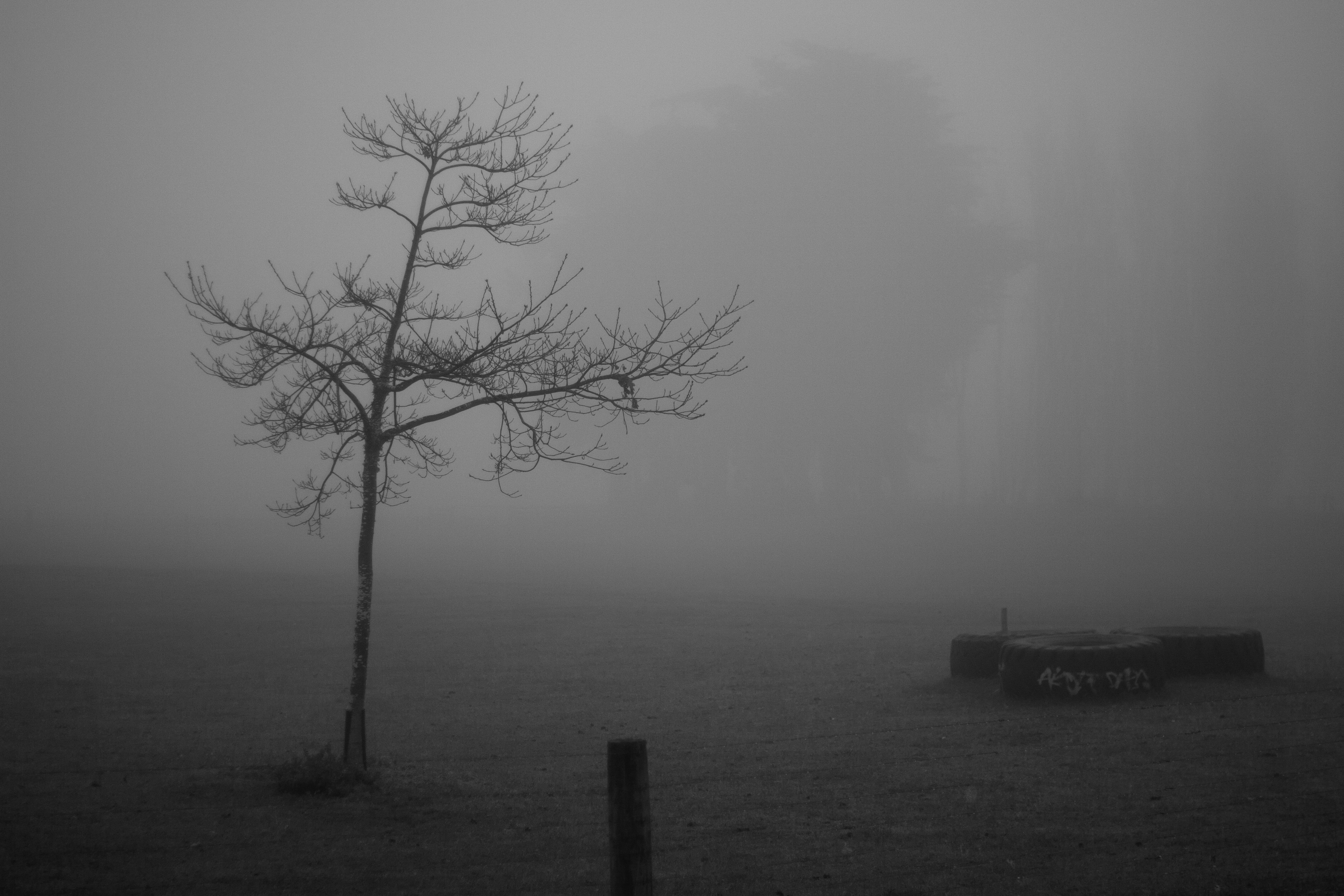 bare tree in the foreground with the outlines of larger trees barely visible through fog