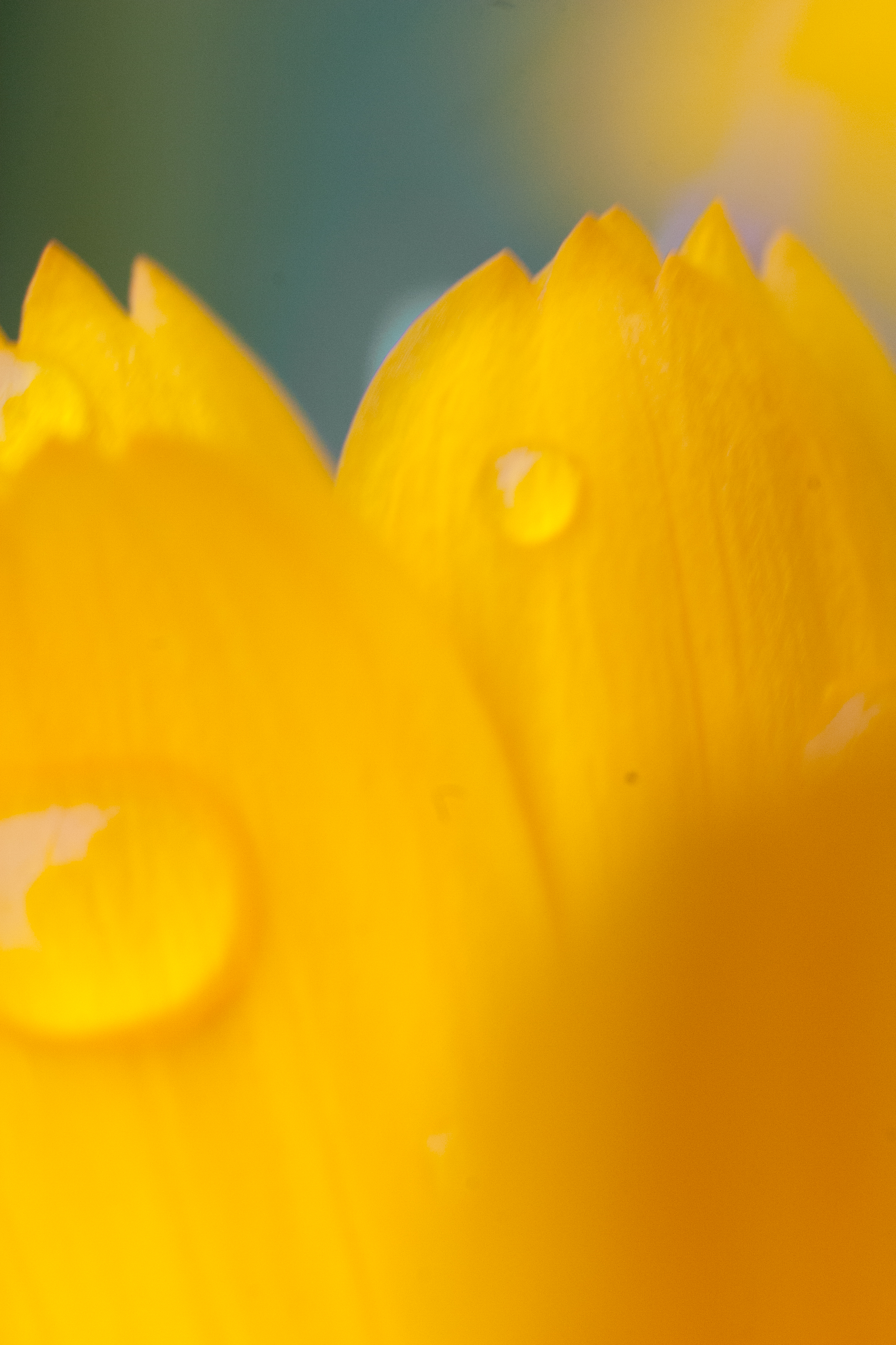 drops of rain on a yellow flower