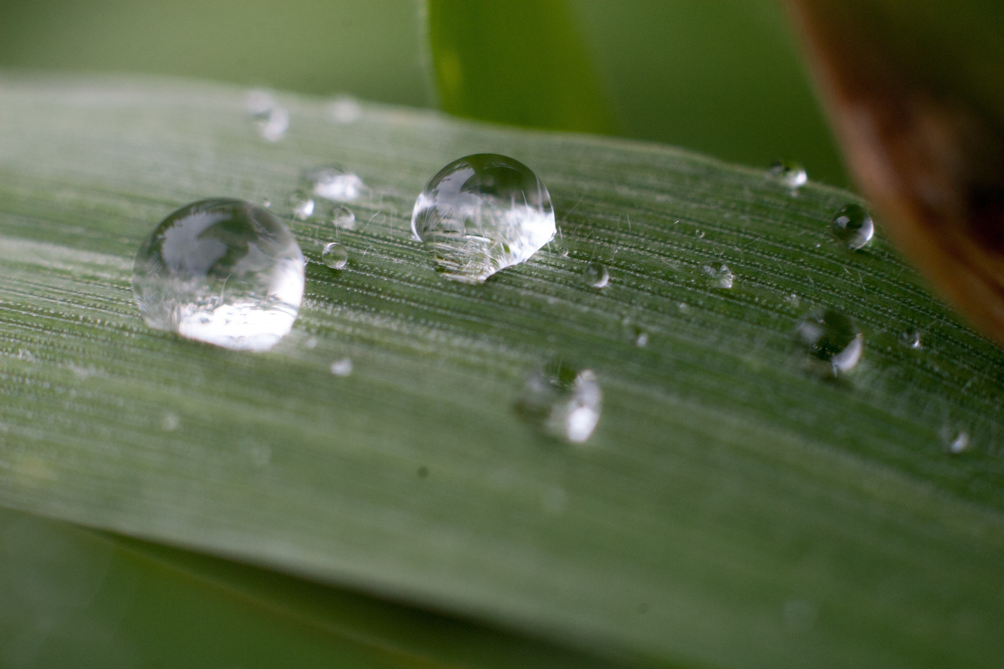 closeup of beads of water on a blade of grass after the rain