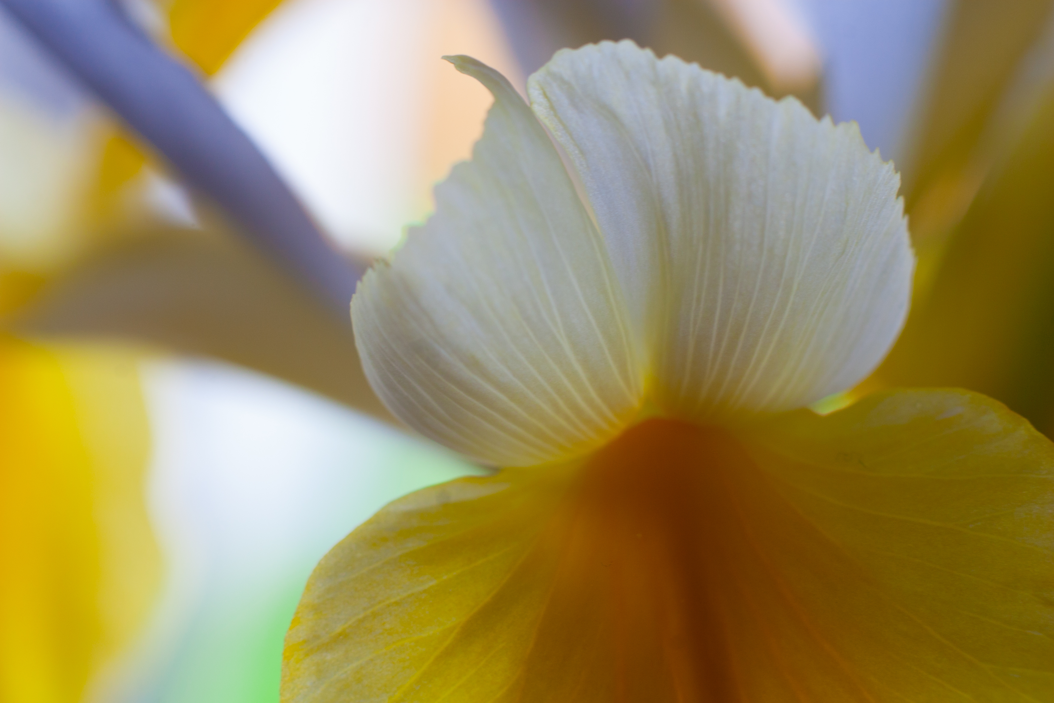 close up of a yellow and white iris