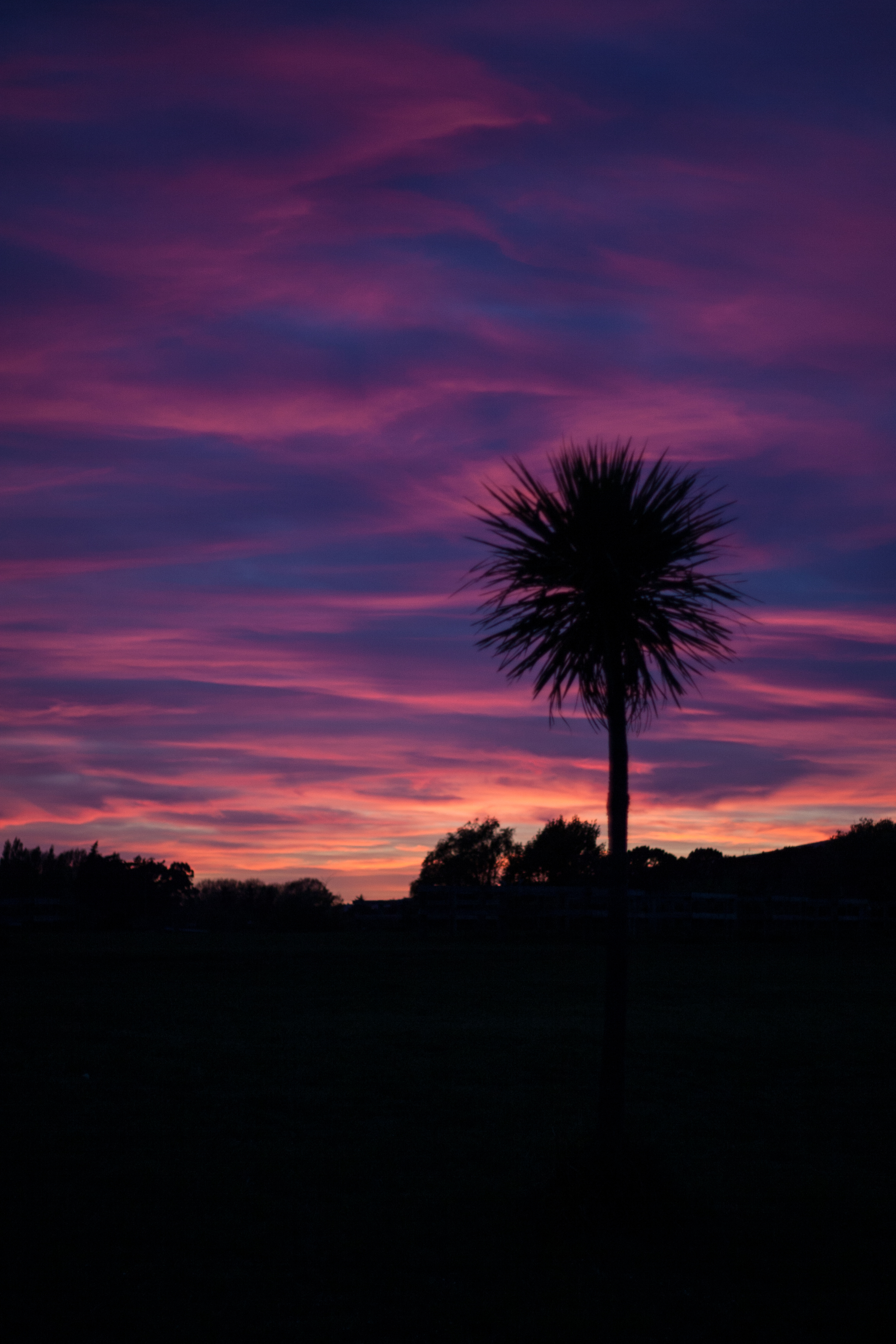sillouette of a cabbage tree against a pink and purple sky