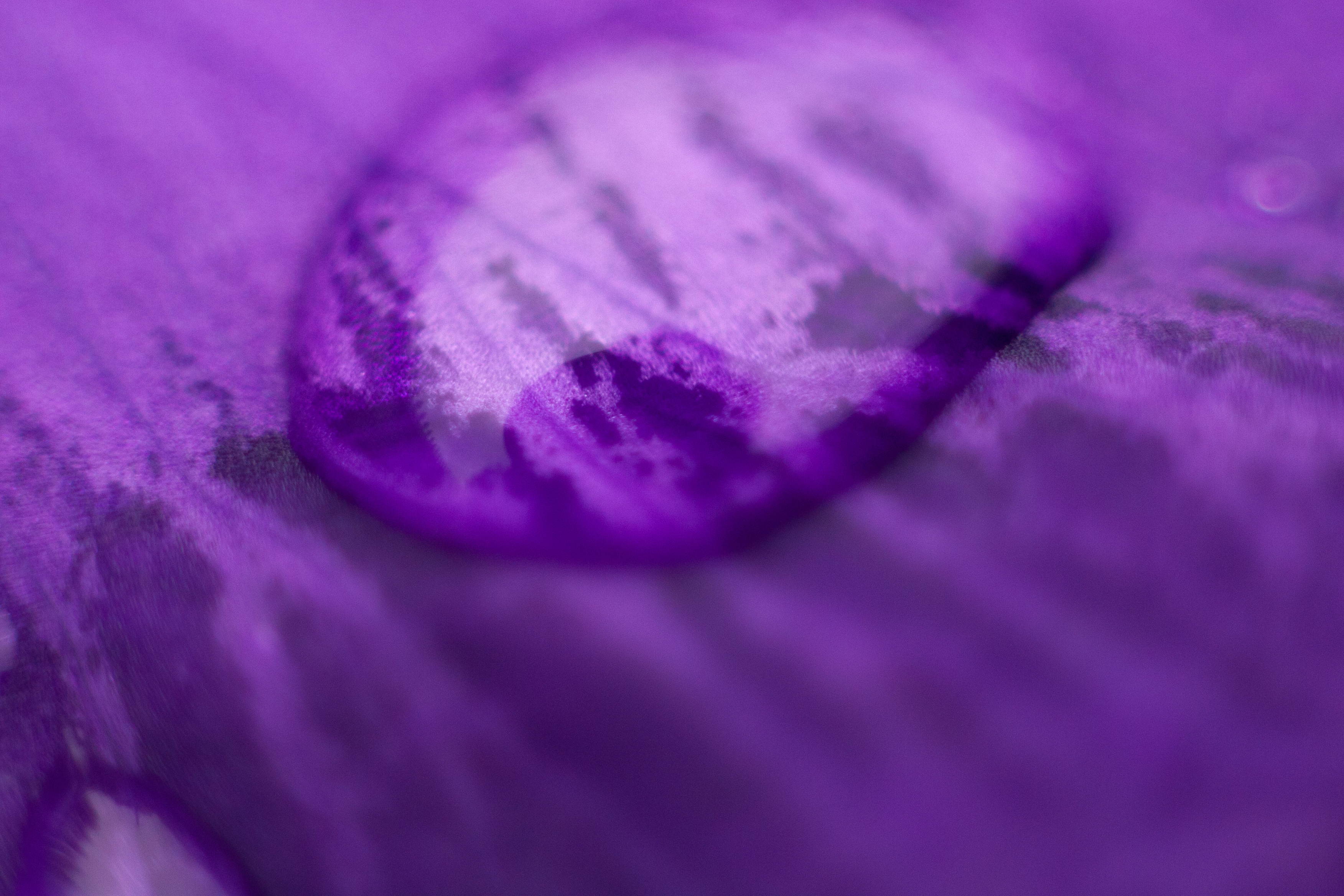 close up of a raindrop on a purple iris