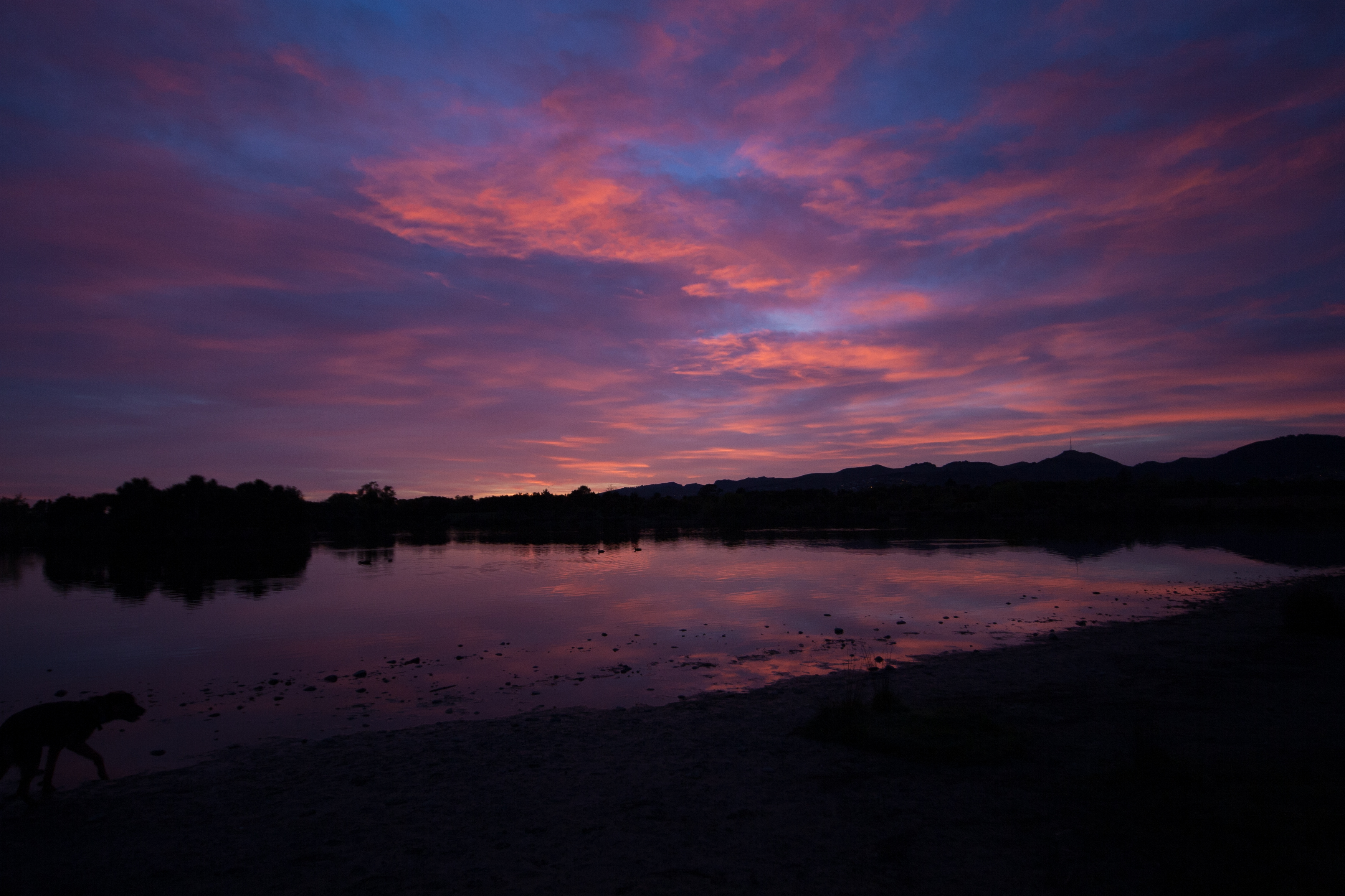 pink and purple sunrise over a lake with a dog barely visible bottom left hand corner