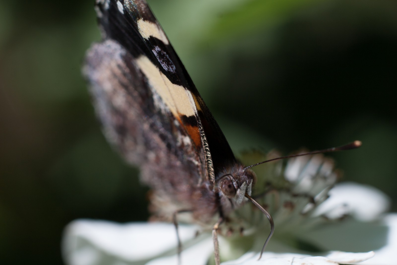 closeup of a butterfly