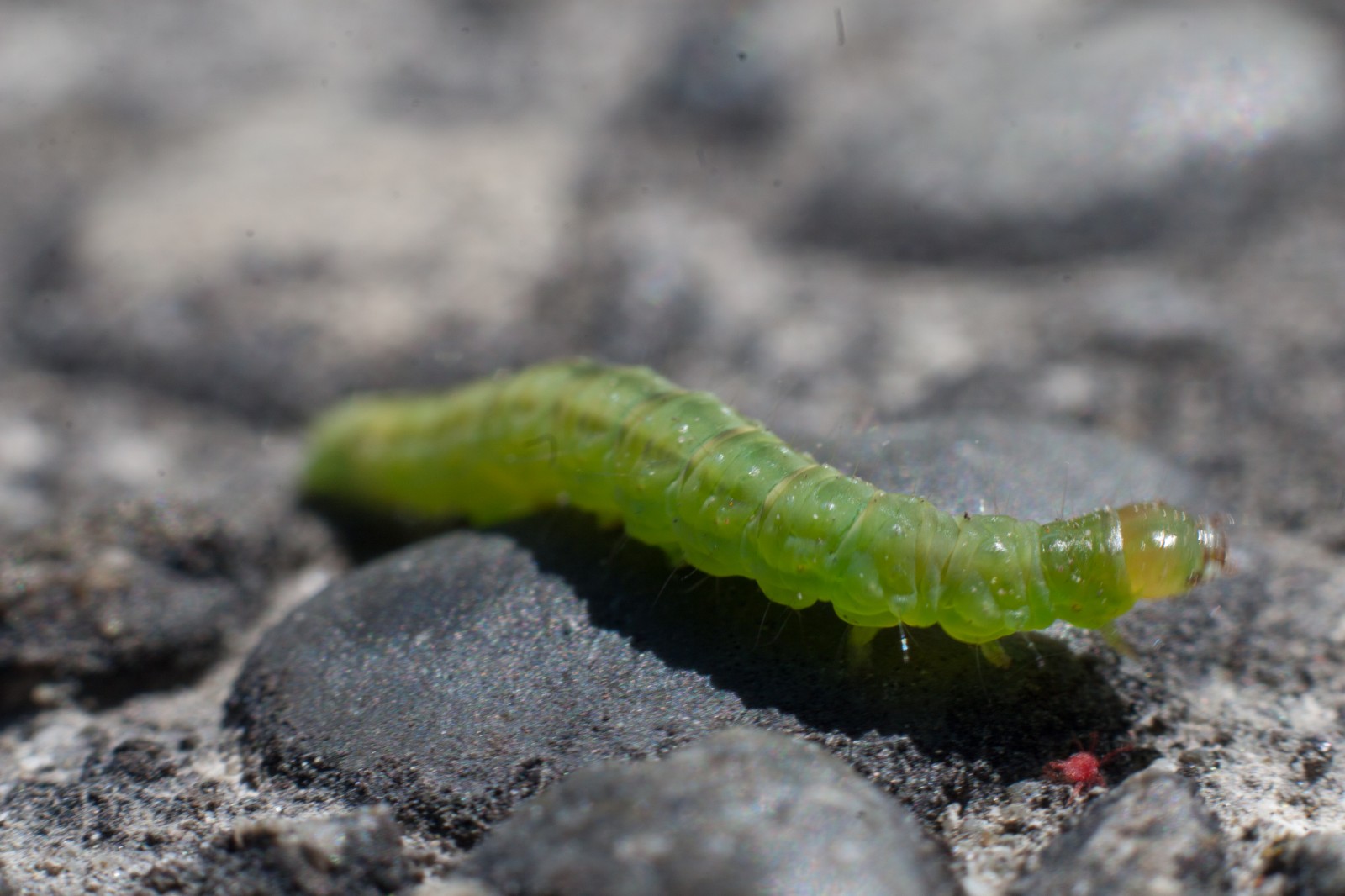 closeup of a caterpillar