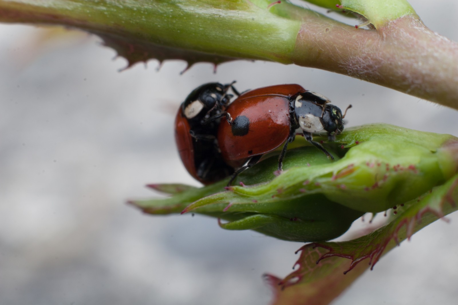 two ladybugs doing their business