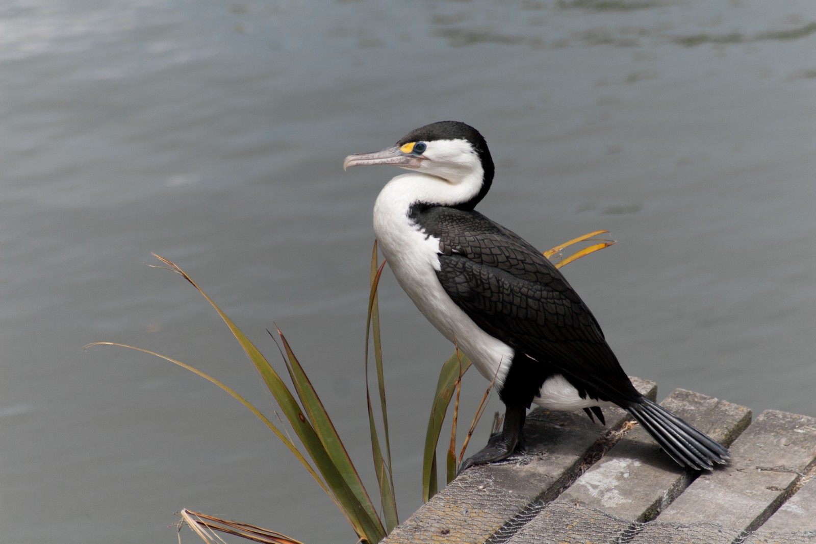 bird sitting / waiting by the side of the river on a small wooden platform