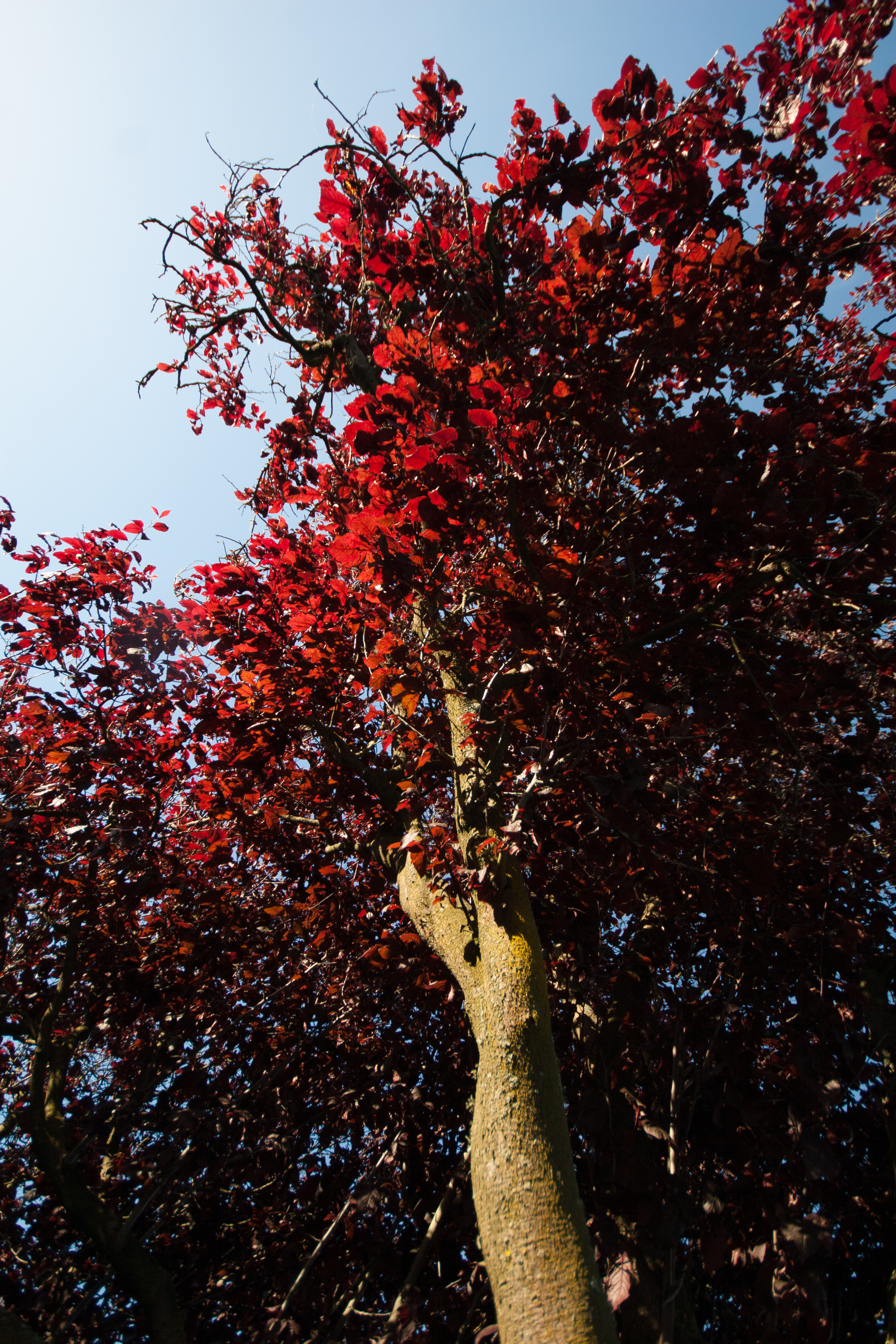trees red leaves lit up by the sun glowing red