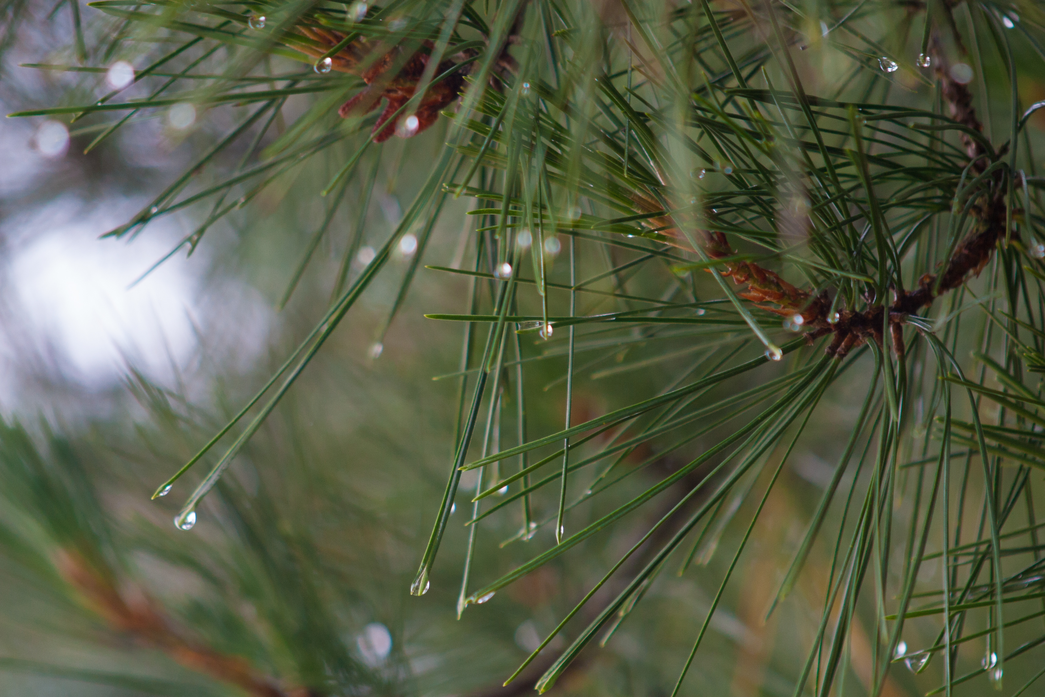 pine needles in the dew