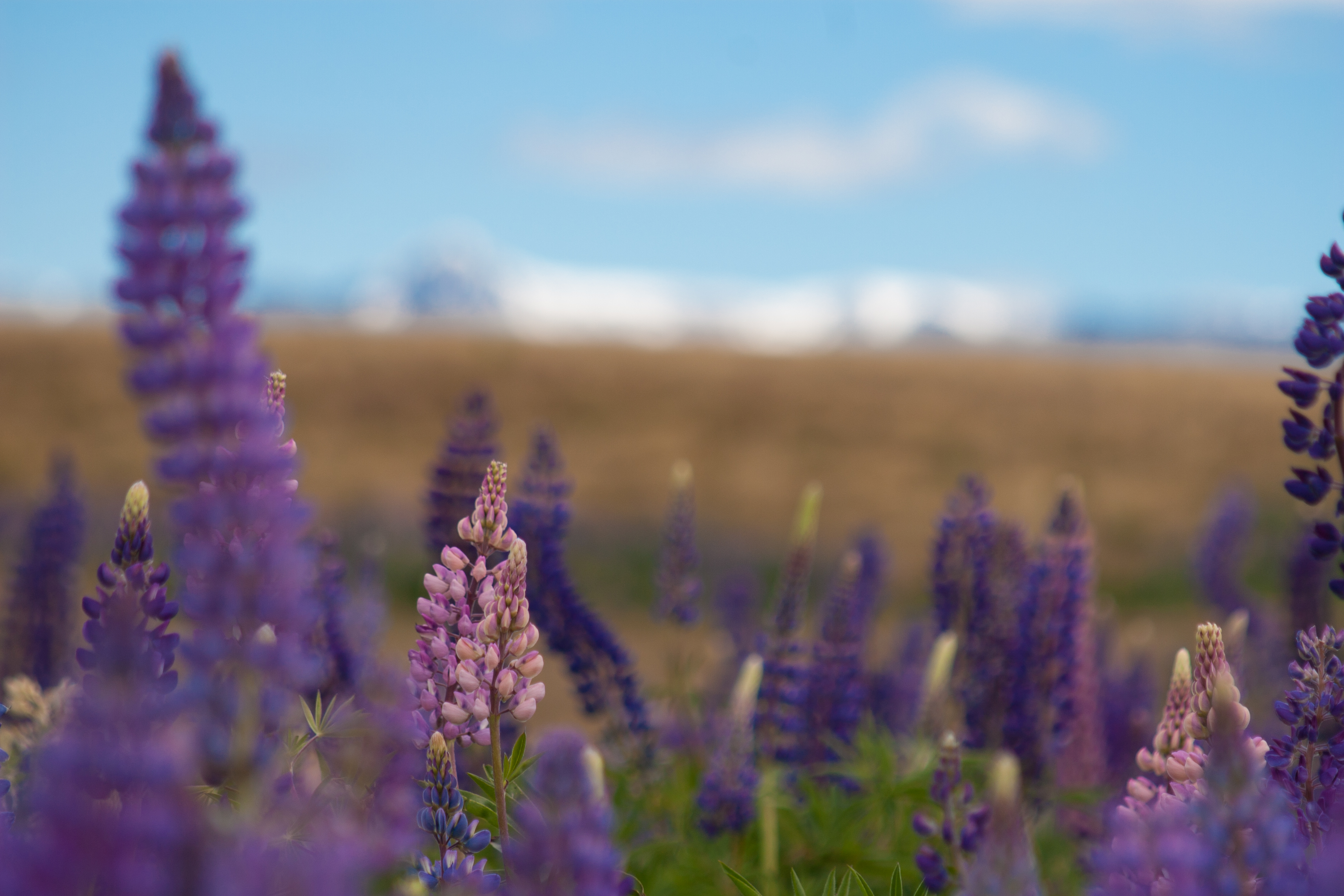 lupins with snowy mountain peaks