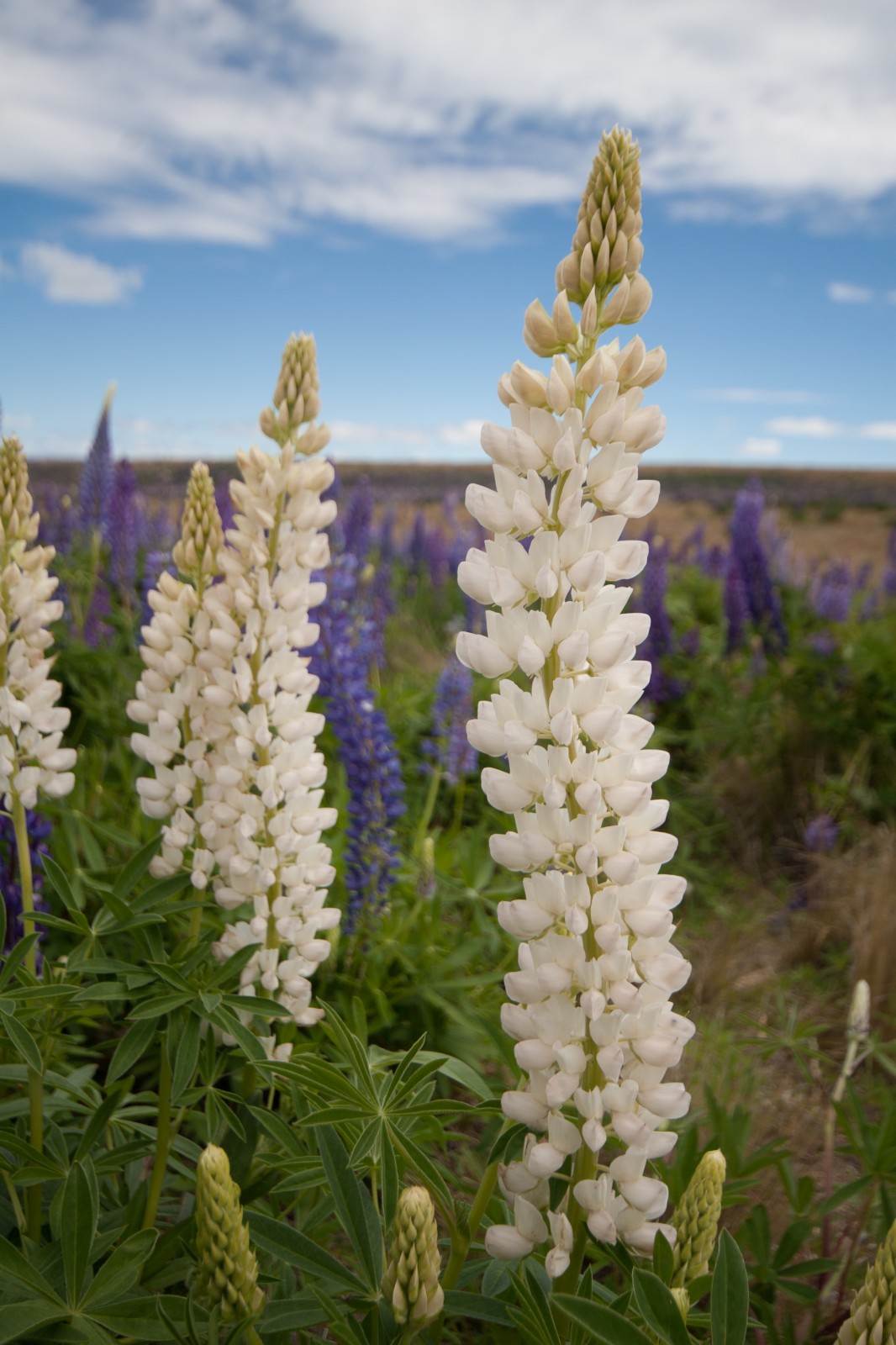 lupins growing up all twisted
