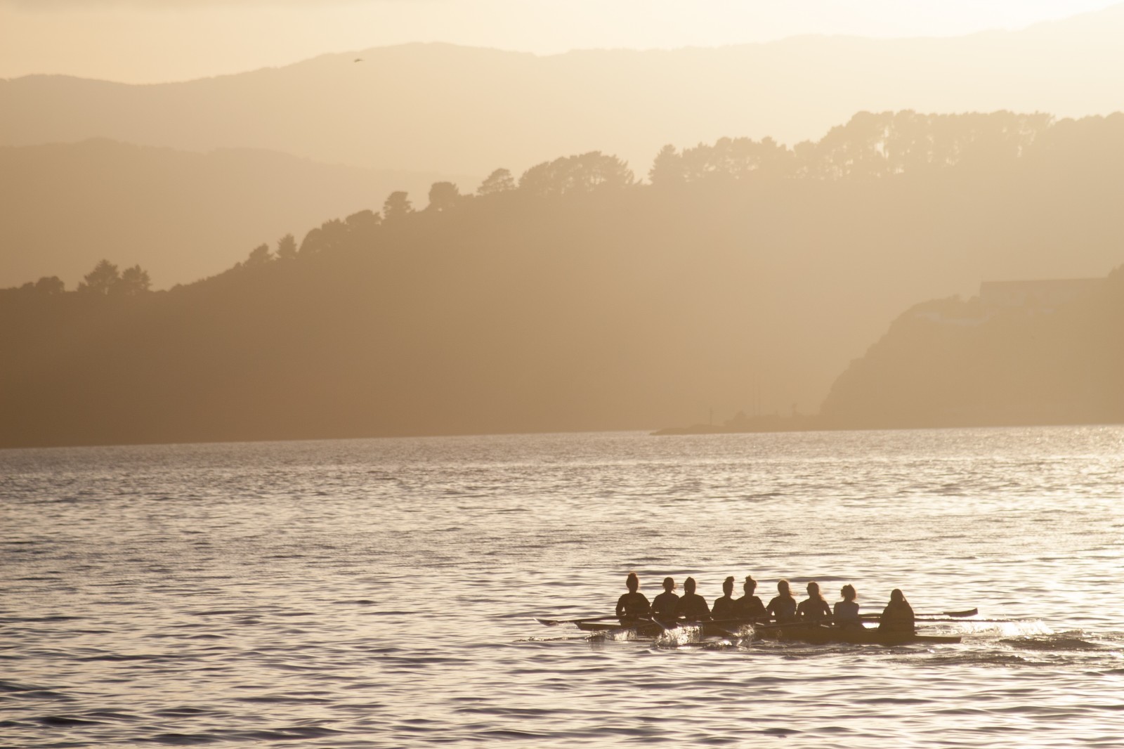 rowers in wellington harbour at sunrise
