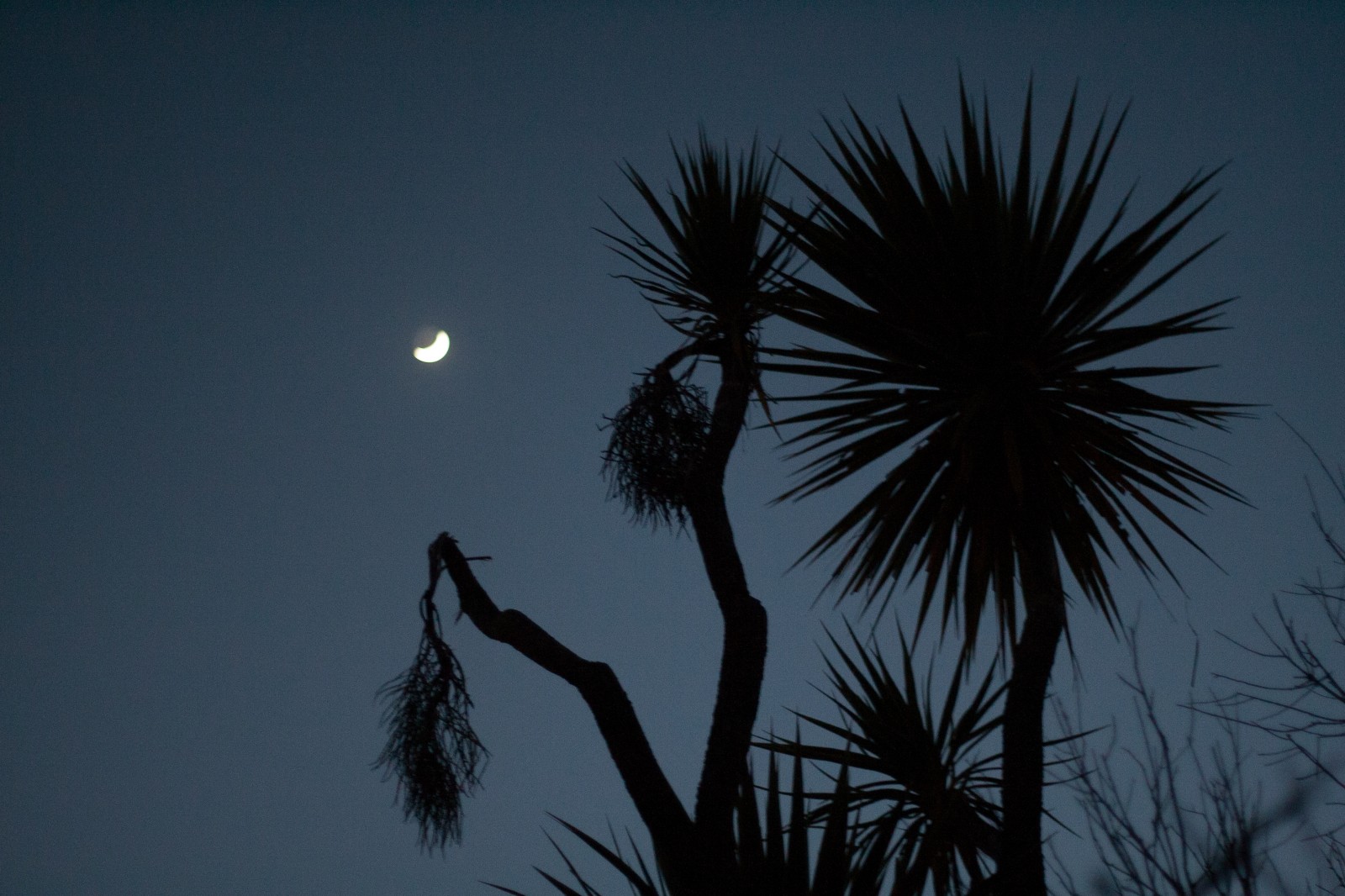 cabbage trees with moon