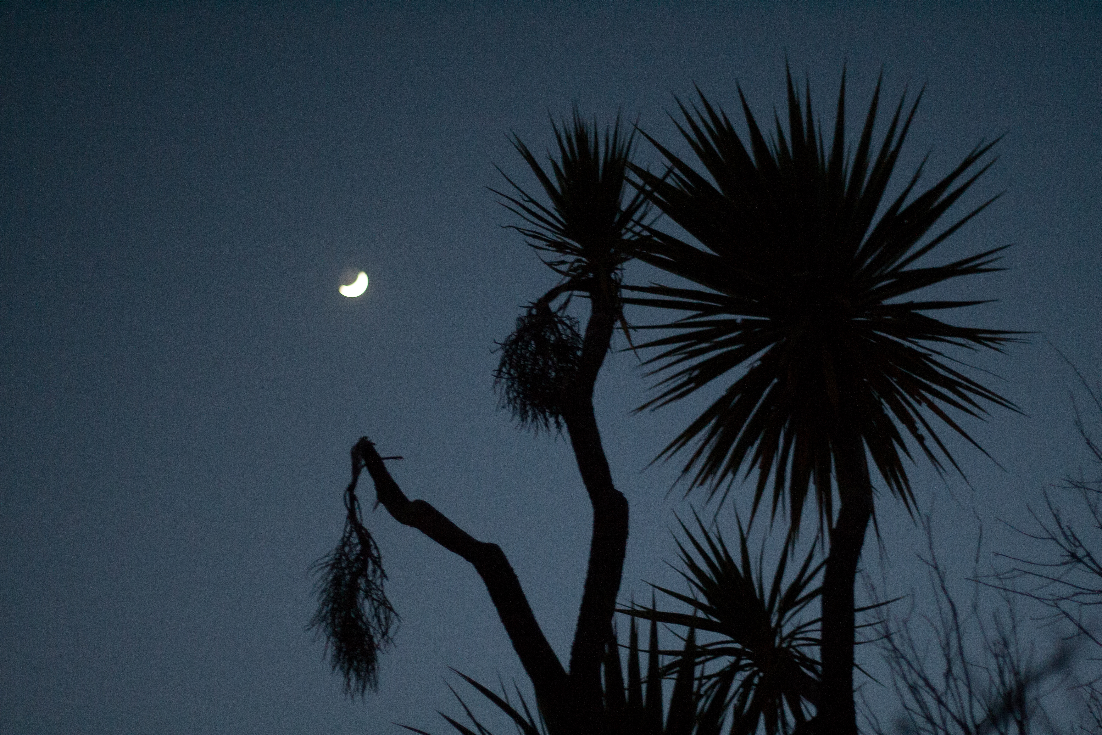 cabbage trees with moon