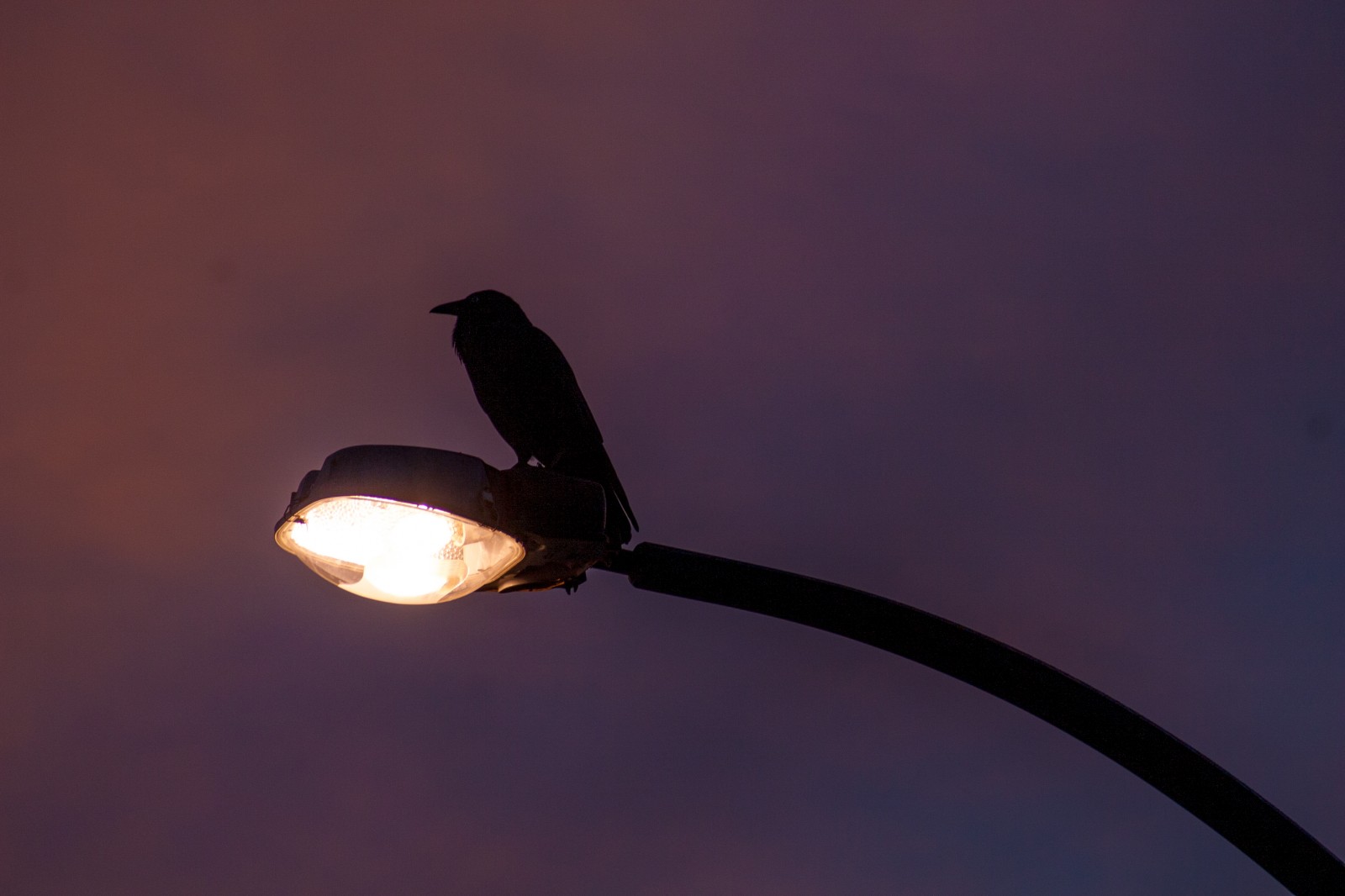 crow sitting on street lamp