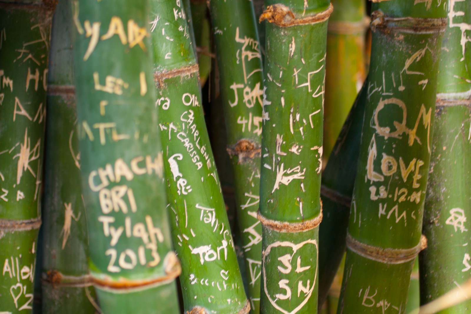 names and messages carved into bamboo at perth zoo