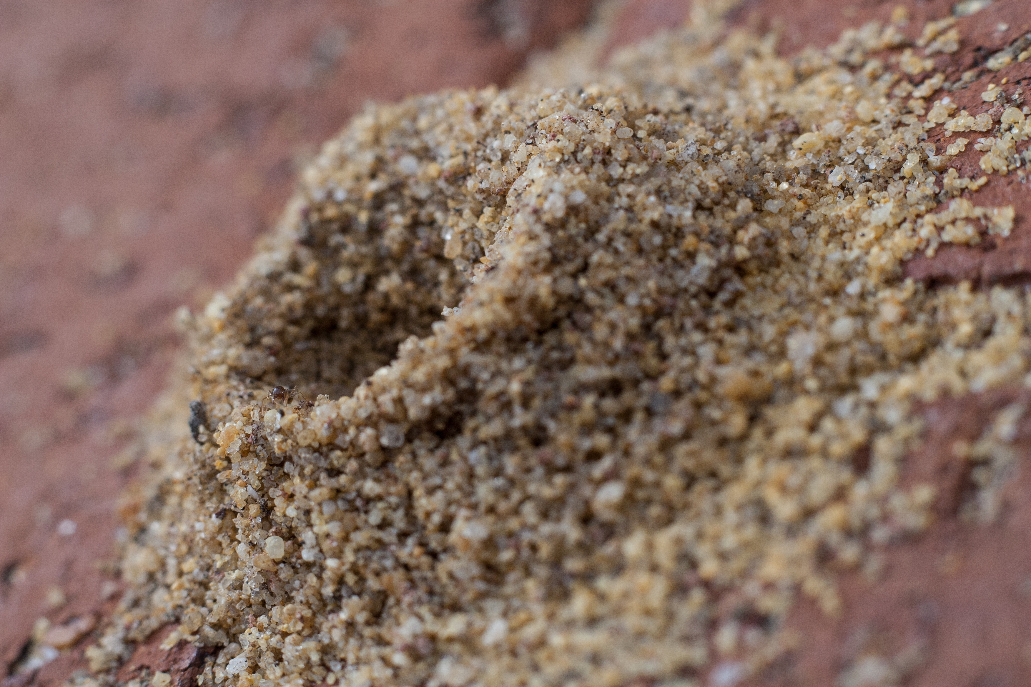 closeup of an anthill