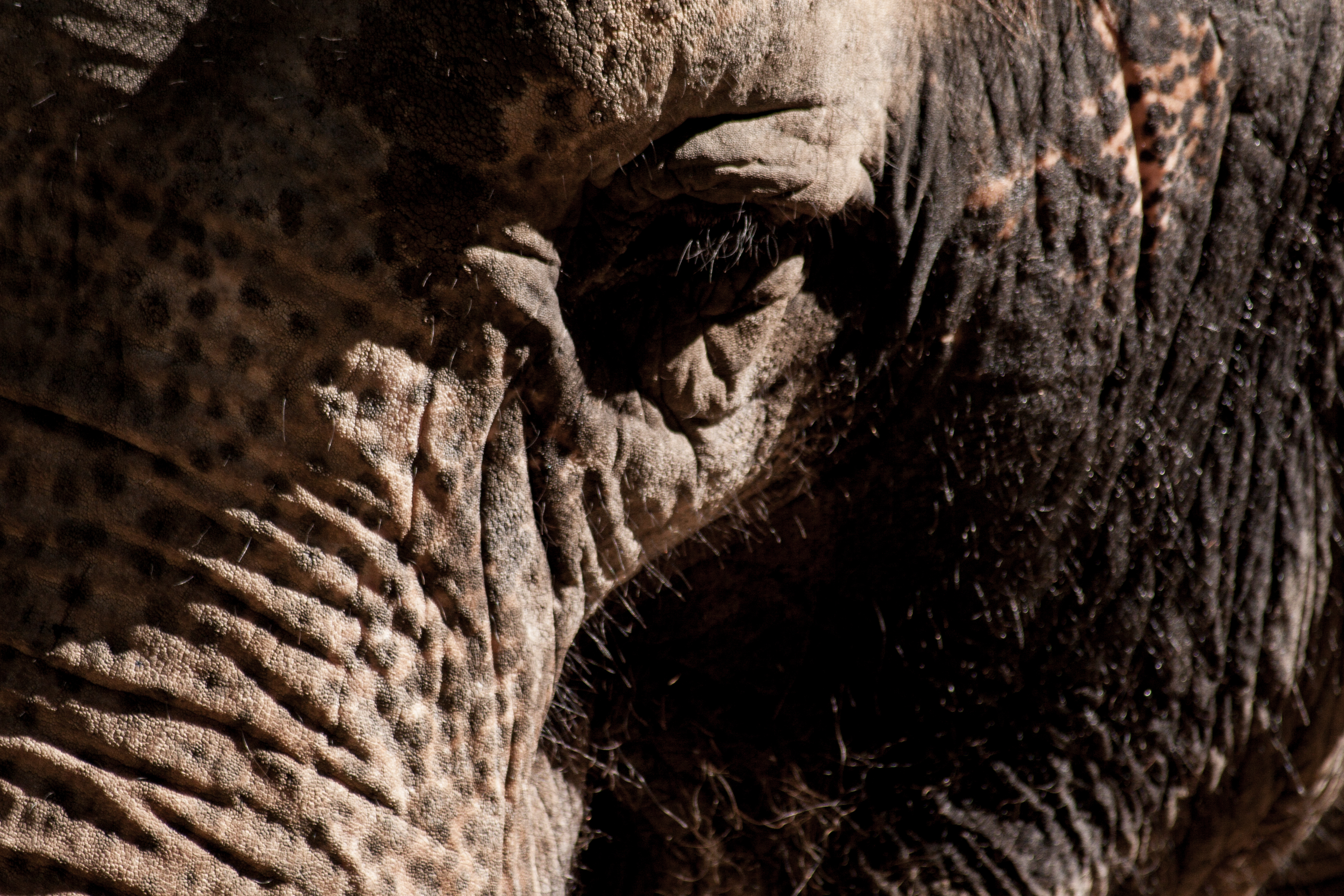 closeup of elephant