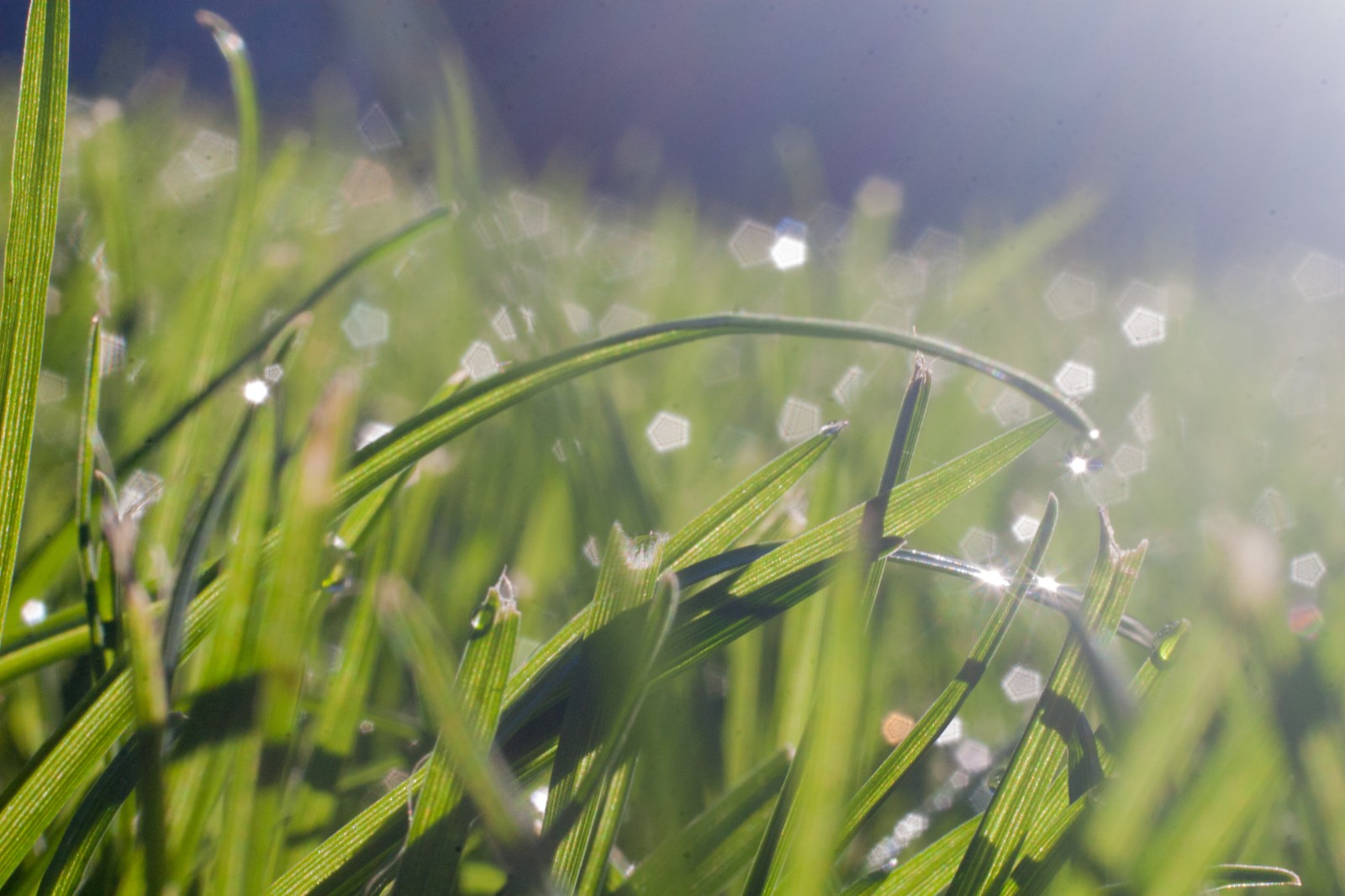 dew on a blade of grass in the morning sun