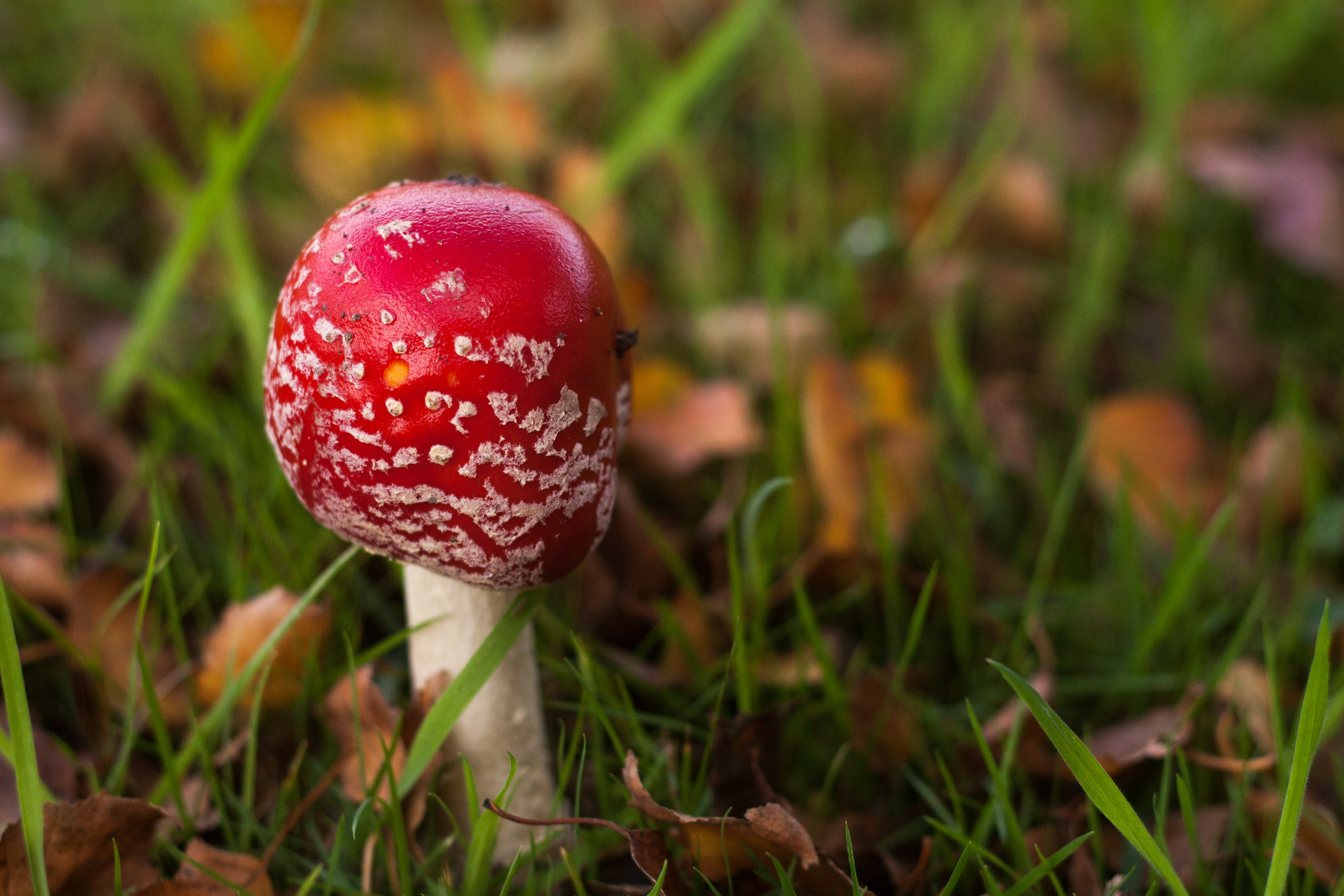 toadstool at the beginning of winter
