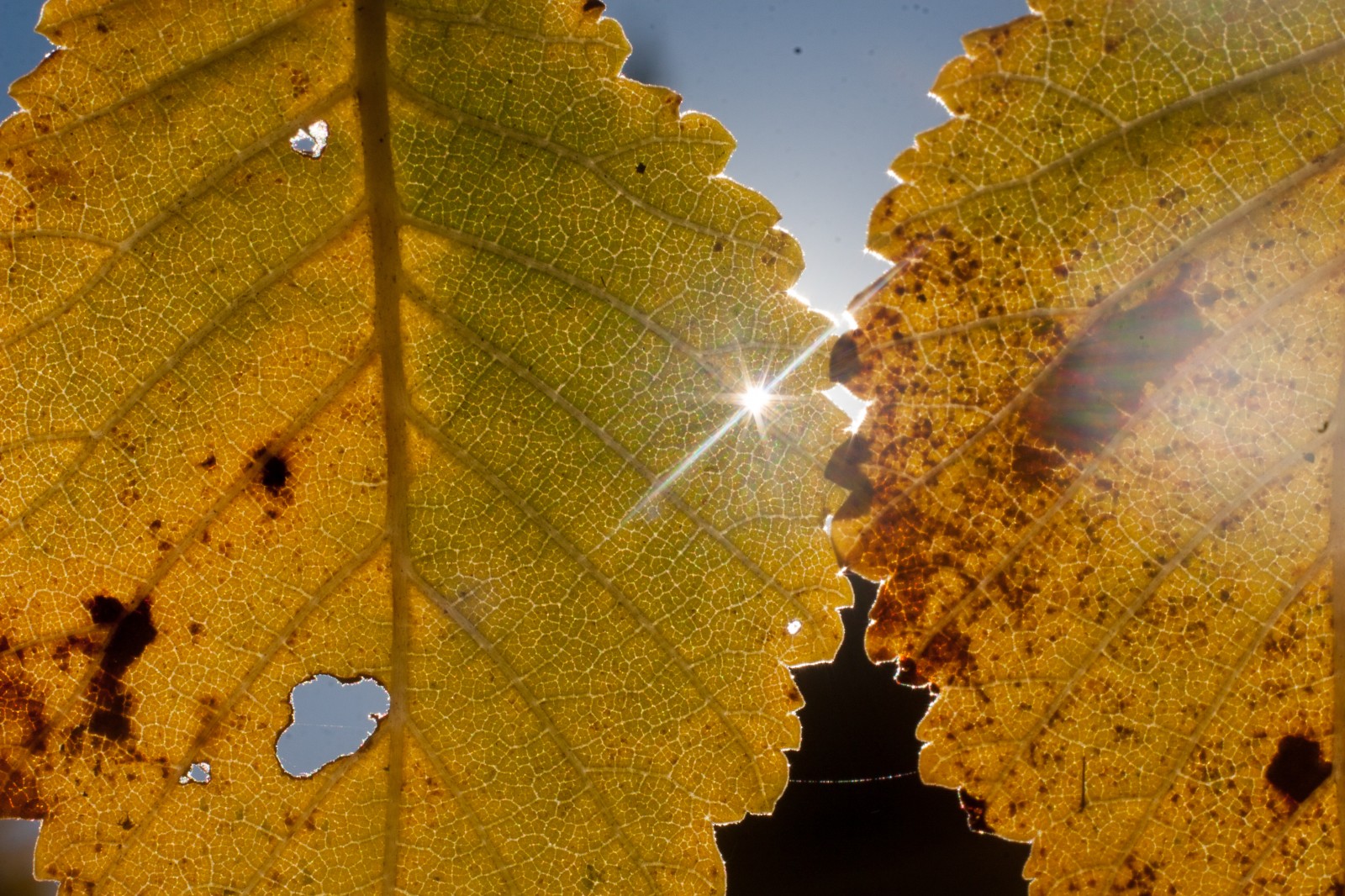 two leaves in autumn with the sun shining through