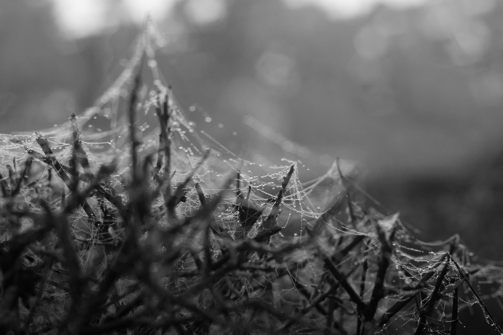 spiderwebs in the dew