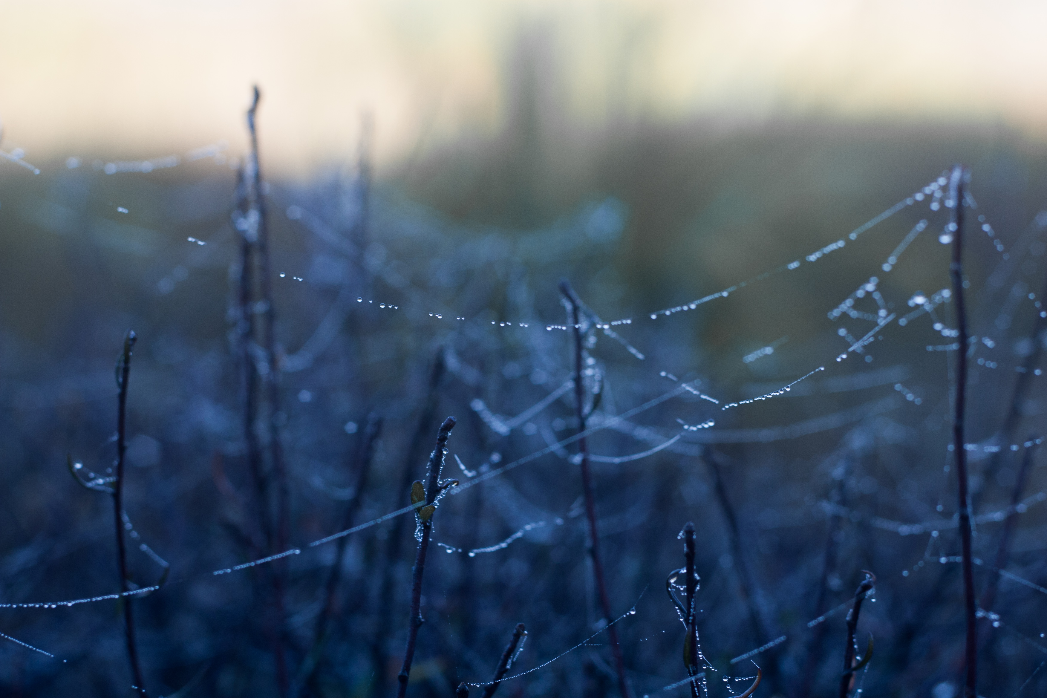 dew on spiderwebs