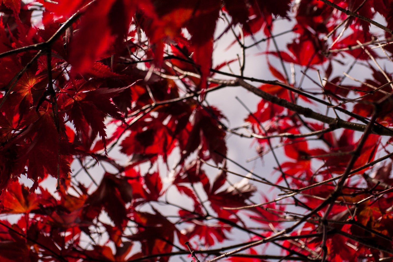 crimson leaves - japanese maple