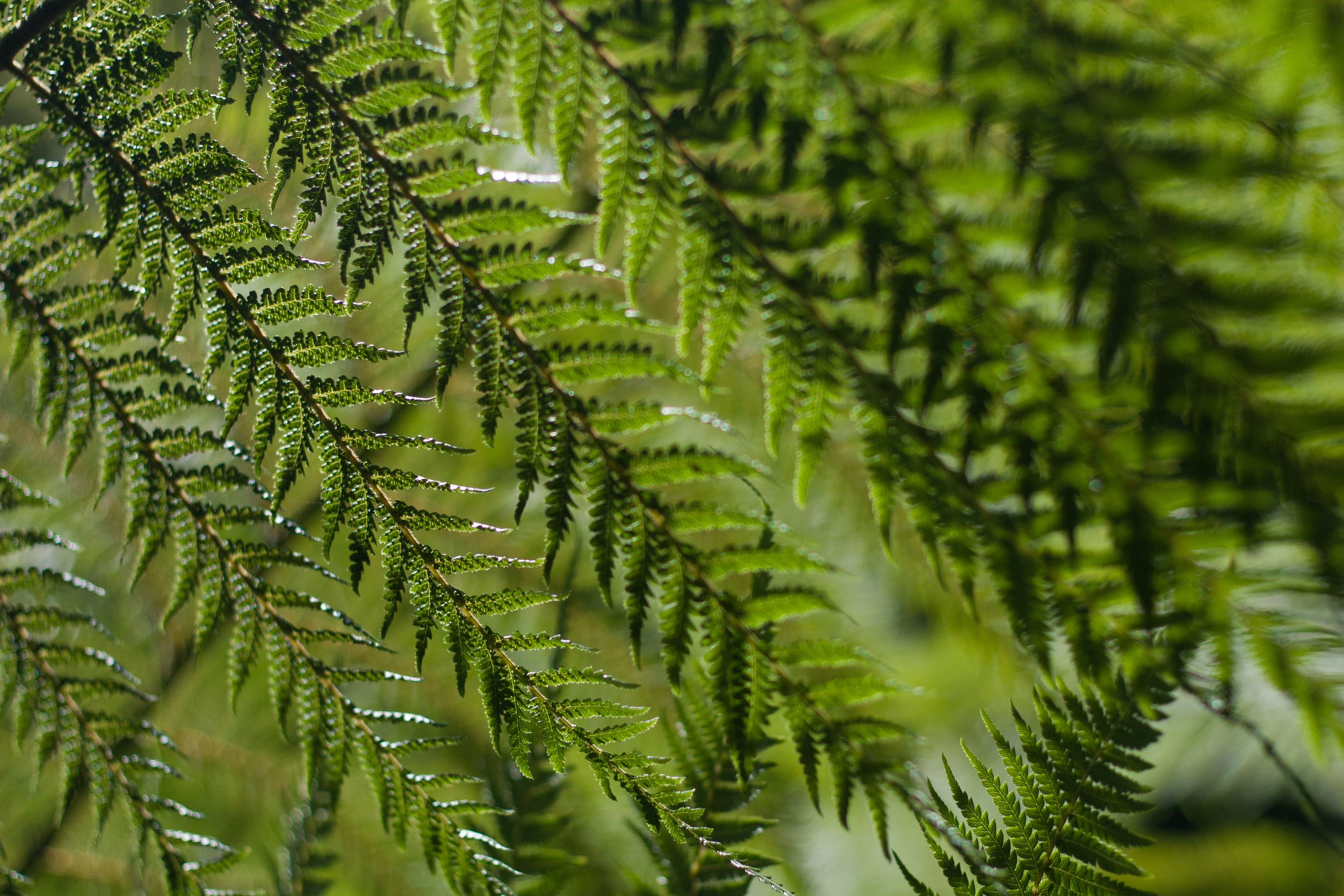 native view - green ferns