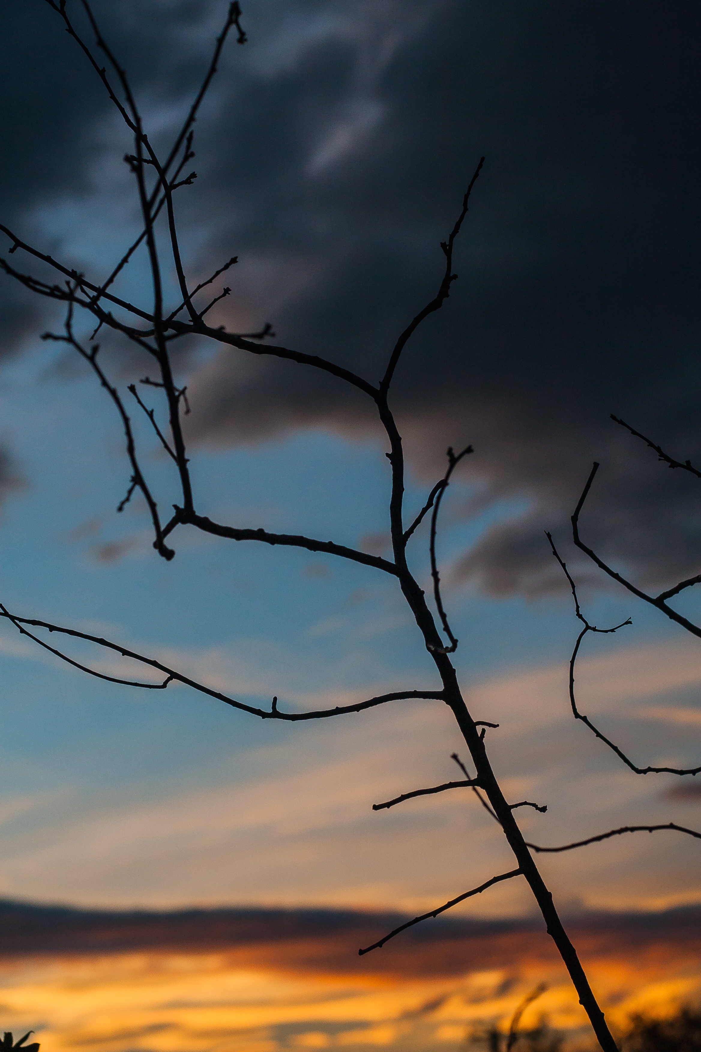 bare naked tree, no leaves against the sunset