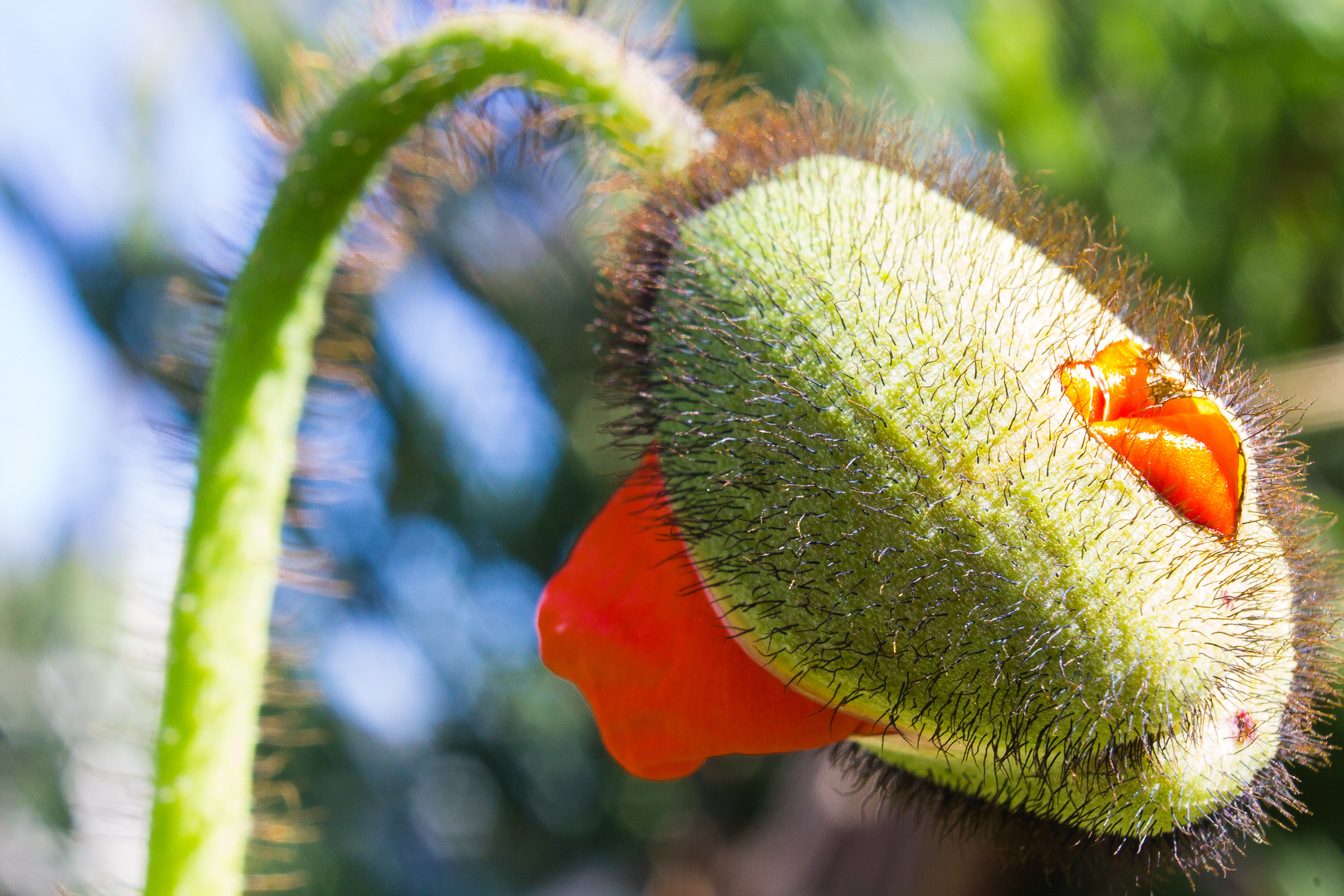 poppy flower orange open bent over hairy close up macro