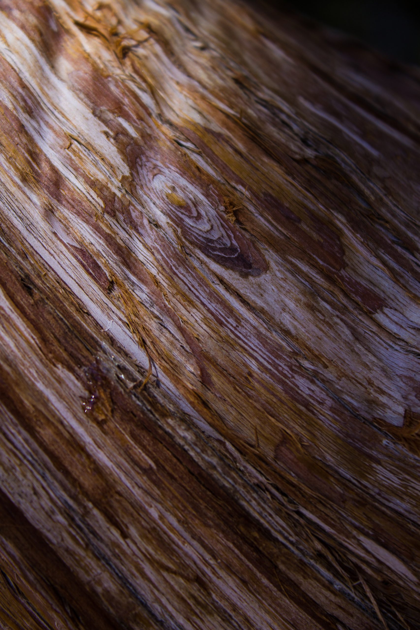 bark layers